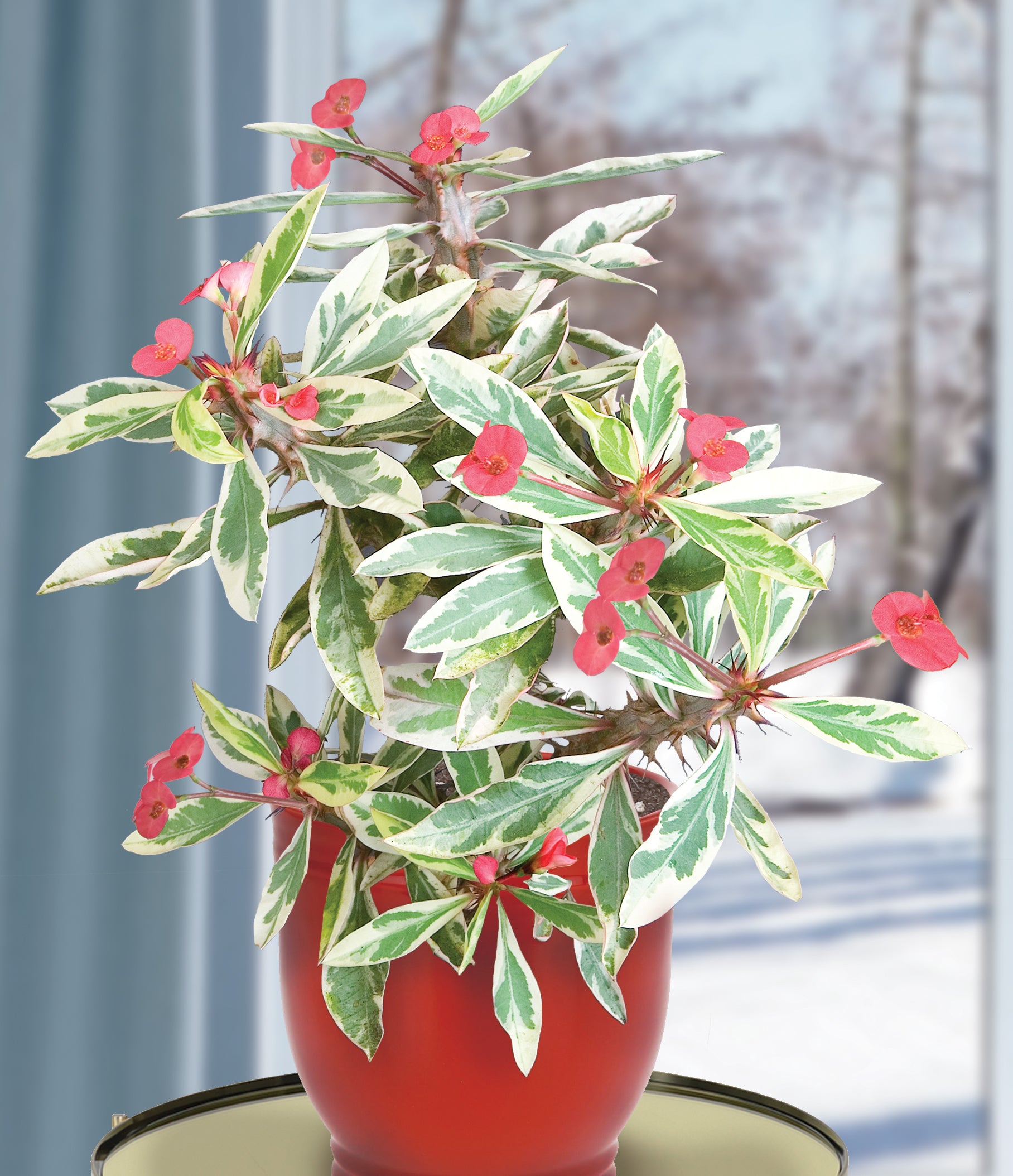 Crown of Thorns 'Peppermint Candy' (Euphorbia milii)