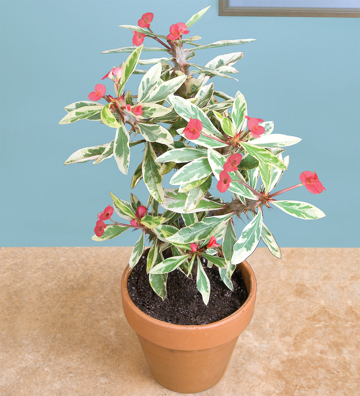 Crown of Thorns 'Peppermint Candy' (Euphorbia milii)