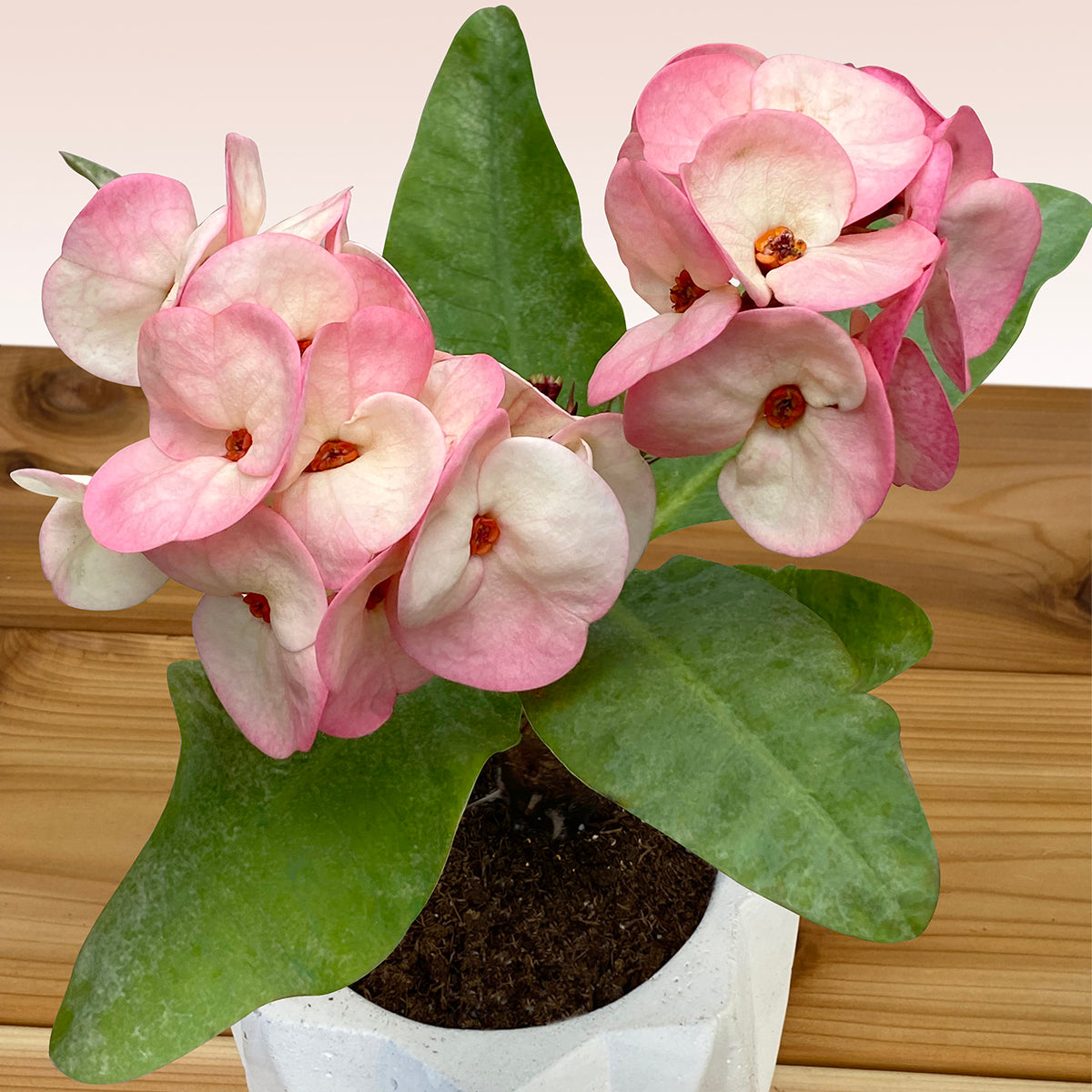 Crown of Thorns ‘Pink Charm’ (Euphorbia milii hybrid)