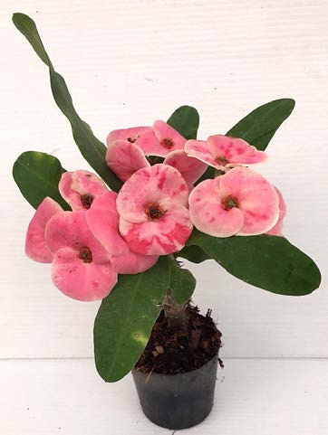 Crown of Thorns ‘Pink Marvel’ (Euphorbia milii hybrid)