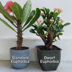 Crown of Thorns ‘Dwarf Pixie Party’ (Euphorbia hybrid)