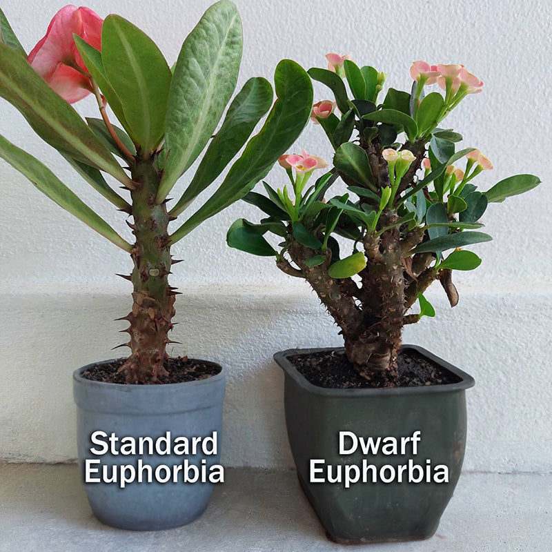 Crown of Thorns ‘Dwarf Pixie Party’ (Euphorbia hybrid)