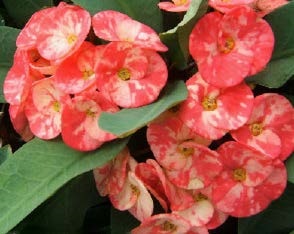 Crown of Thorns ‘Rose of the North’ (Euphorbia milii hybrid)