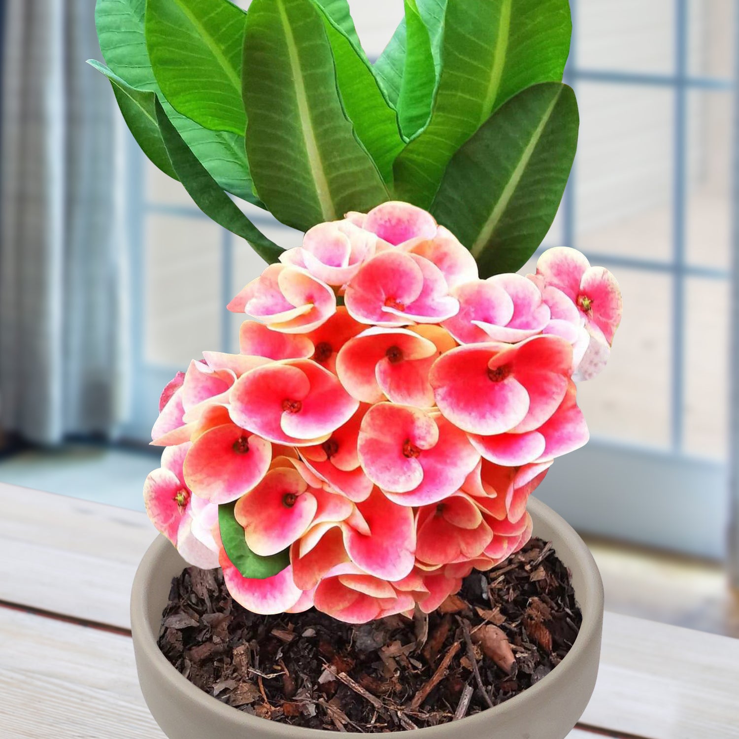 Crown of Thorns ‘Serendipity’ (Euphorbia milii hybrid)