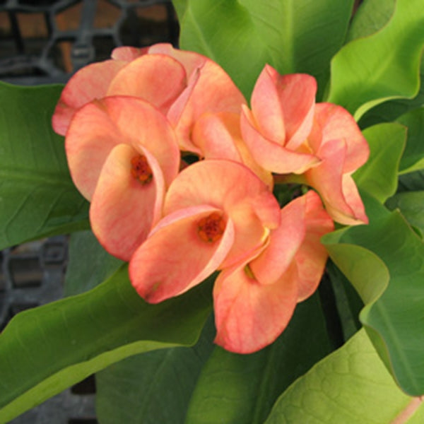 Crown of Thorns ‘Sunkist’ (Euphorbia milii hybrid)