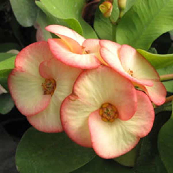 Crown of Thorns ‘Sunny Border’ (Euphorbia milii hybrid)