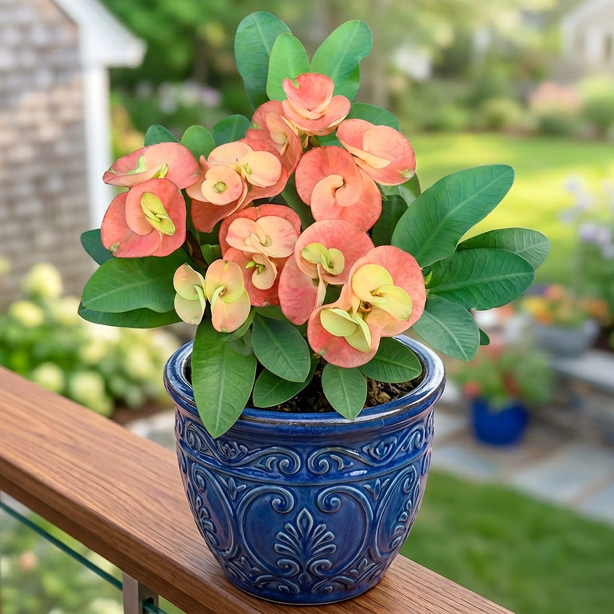 Euphorbia plant with peachy orange blooms with light yellow gradients in the center of the blooms