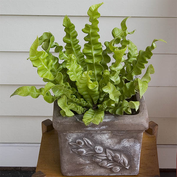 Crispy Wave Fern PP (Asplenium nidus)