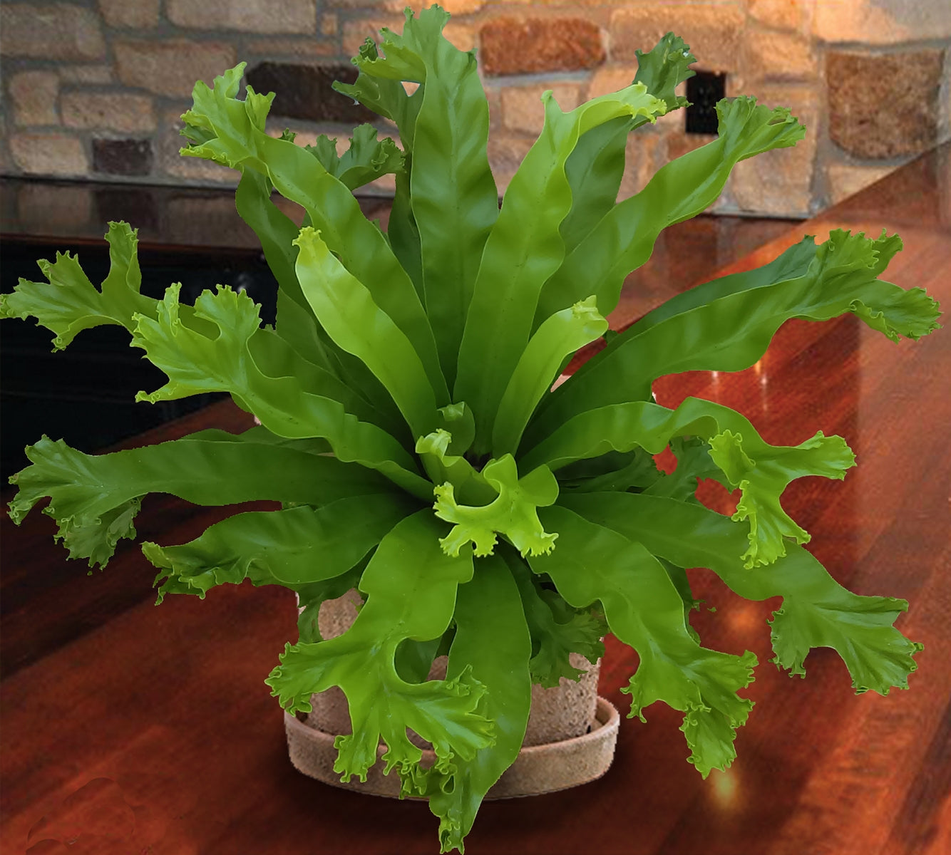Crested Japanese Birdsnest Fern ‘Leslie’ (Asplenium antiquum)
