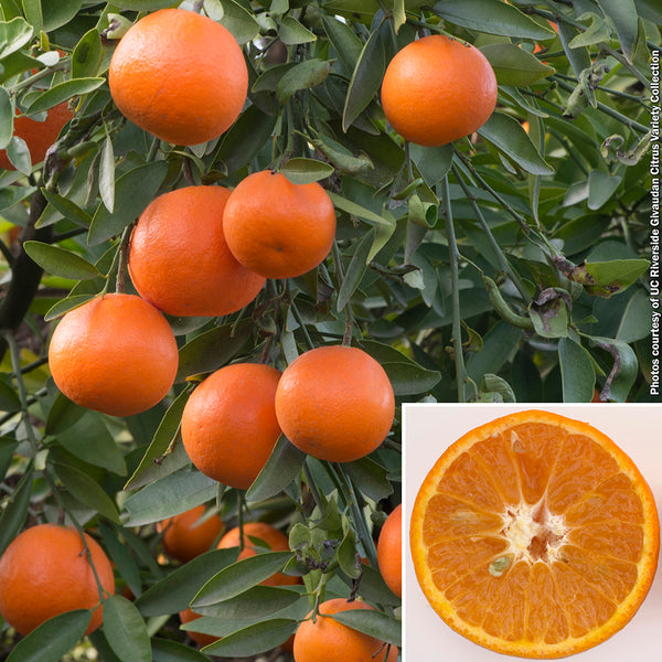 Citrus 'FairchildLS' Mandarin Orange Tree For Sale – Logee's Plants