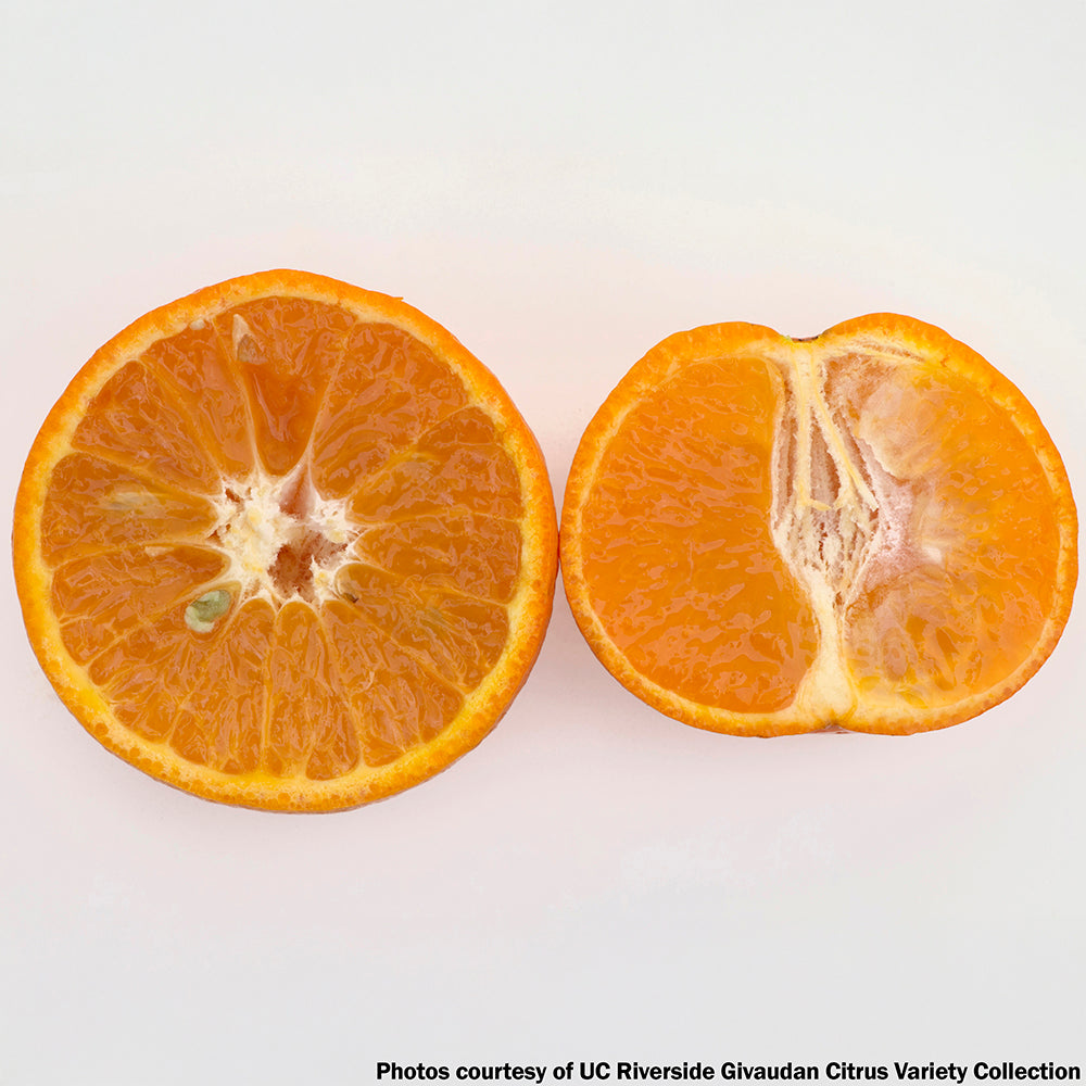 Citrus ‘FairchildLS’ Mandarin Orange Tree (Citrus reticulata Blanco)