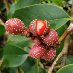 Fairy Magnolia Seed Pods