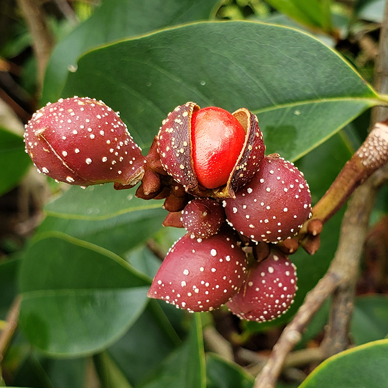 Fairy Magnolia Seed Pods