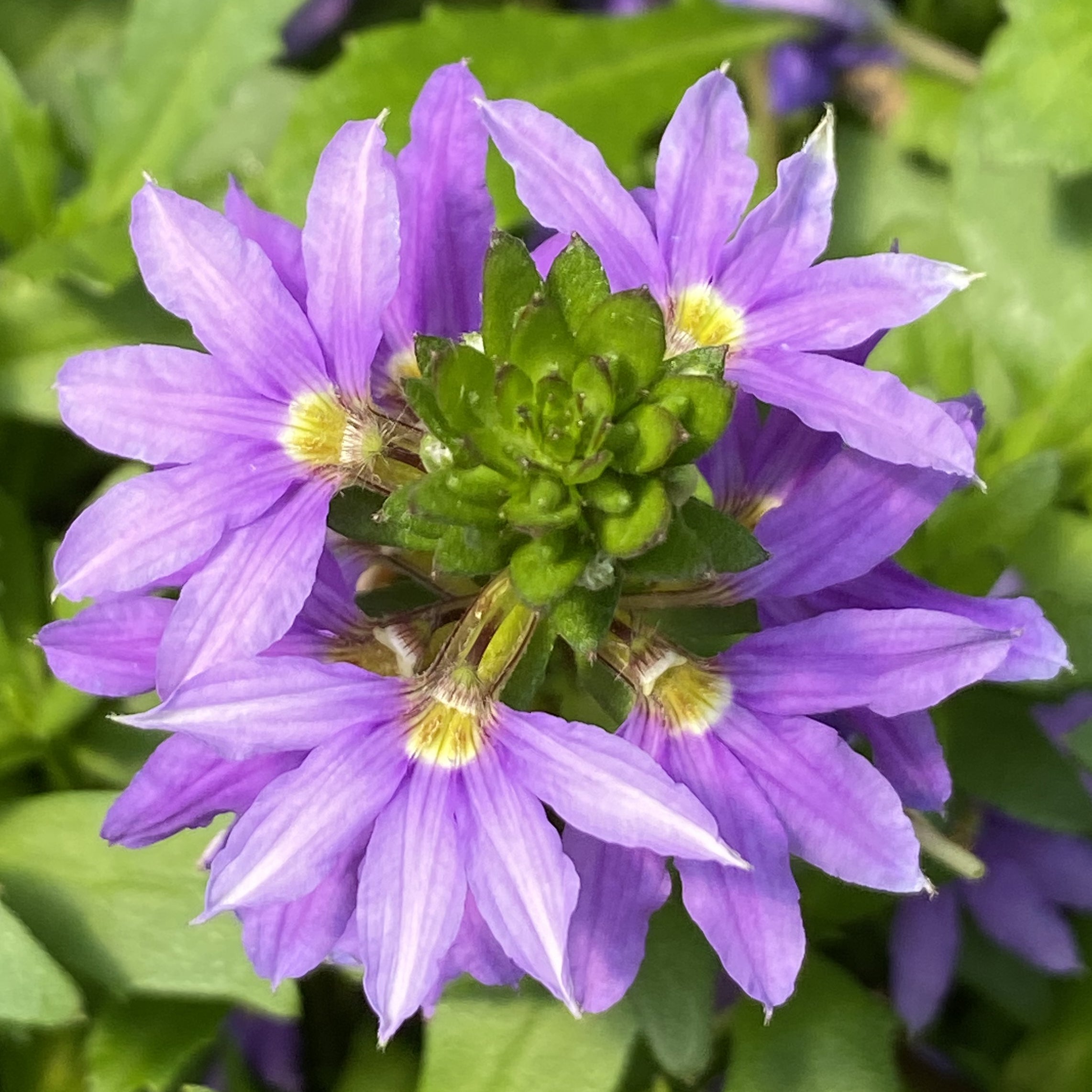 Fan Flower (Scaevola aemula)