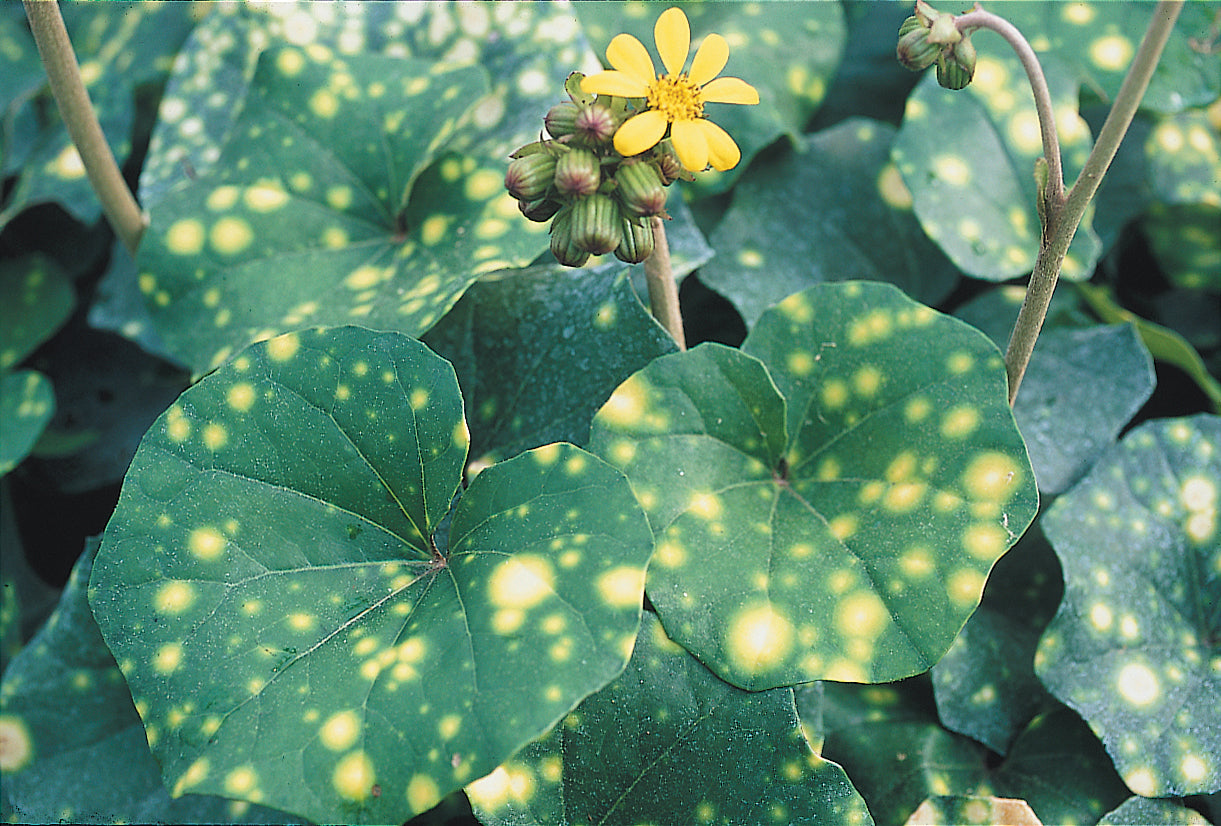 Leopard Plant (Farfugium japonicum ‘Aureo-maculata’)