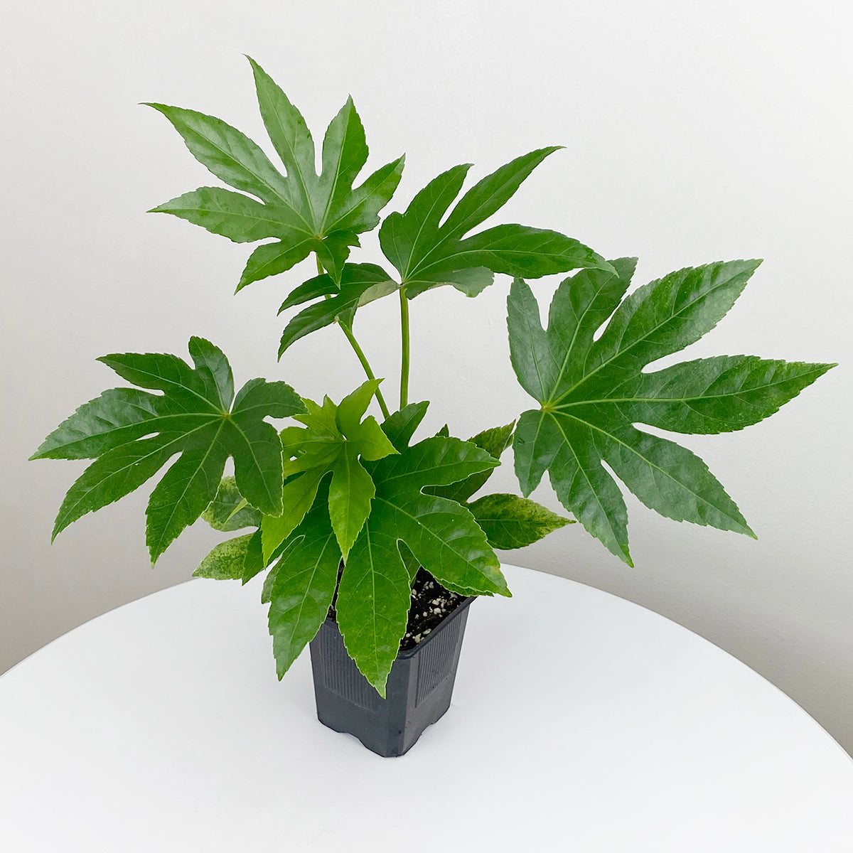 Fatsia ‘Spider’s Web’ (Fatsia hybrid)