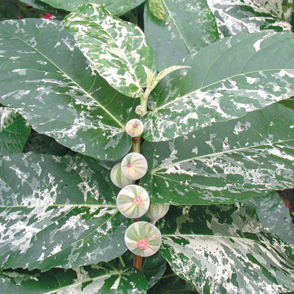 Clown Fig (Ficus aspera)