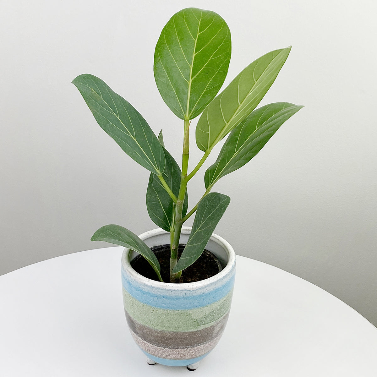 Ficus ‘Audrey’ (Ficus benghalensis)