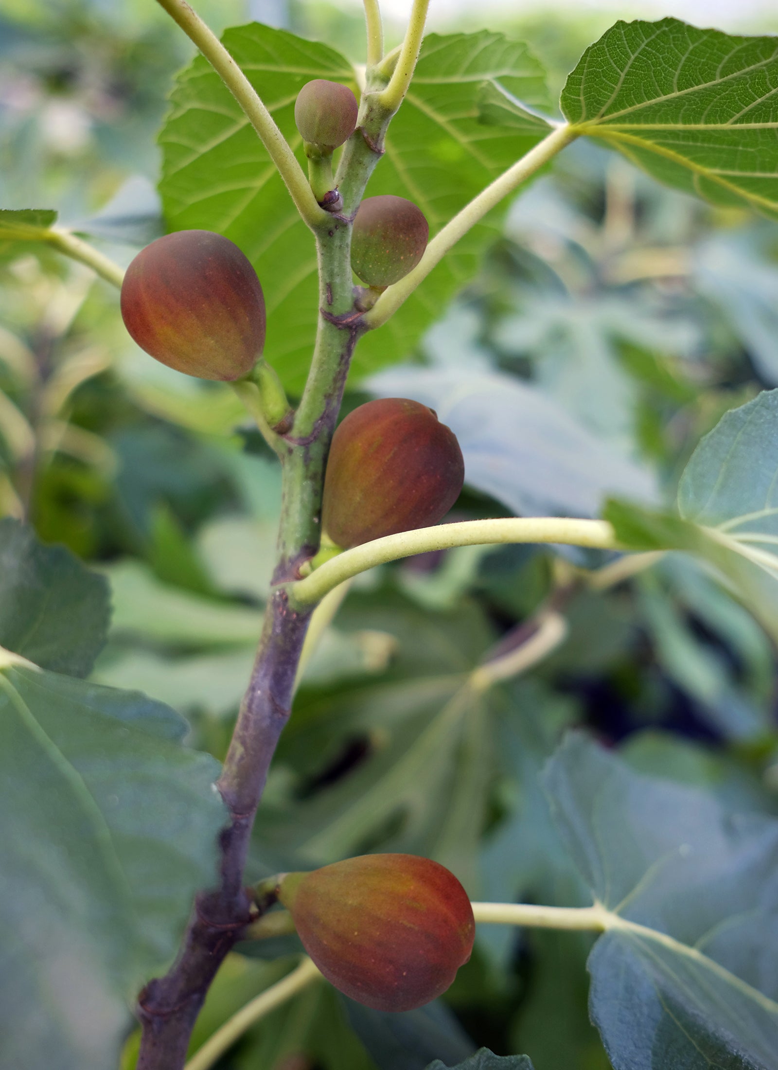 Fig Tree ‘Beer’s Black’ (Ficus carica hybrid)