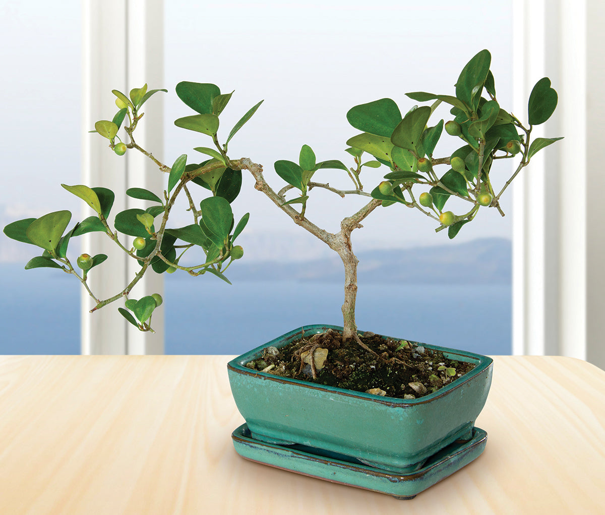 Mistletoe Fig Bonsai (Ficus deltoidea)