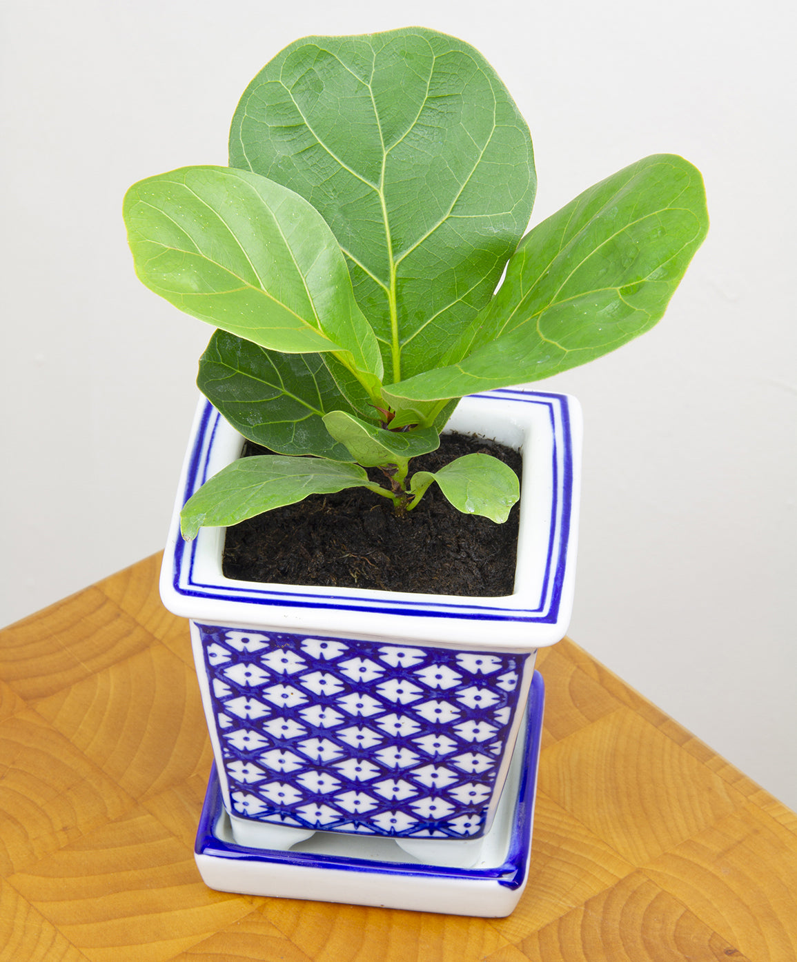 Dwarf Fiddle Leaf Fig ‘Bambino’ (Ficus lyrata hybrid)