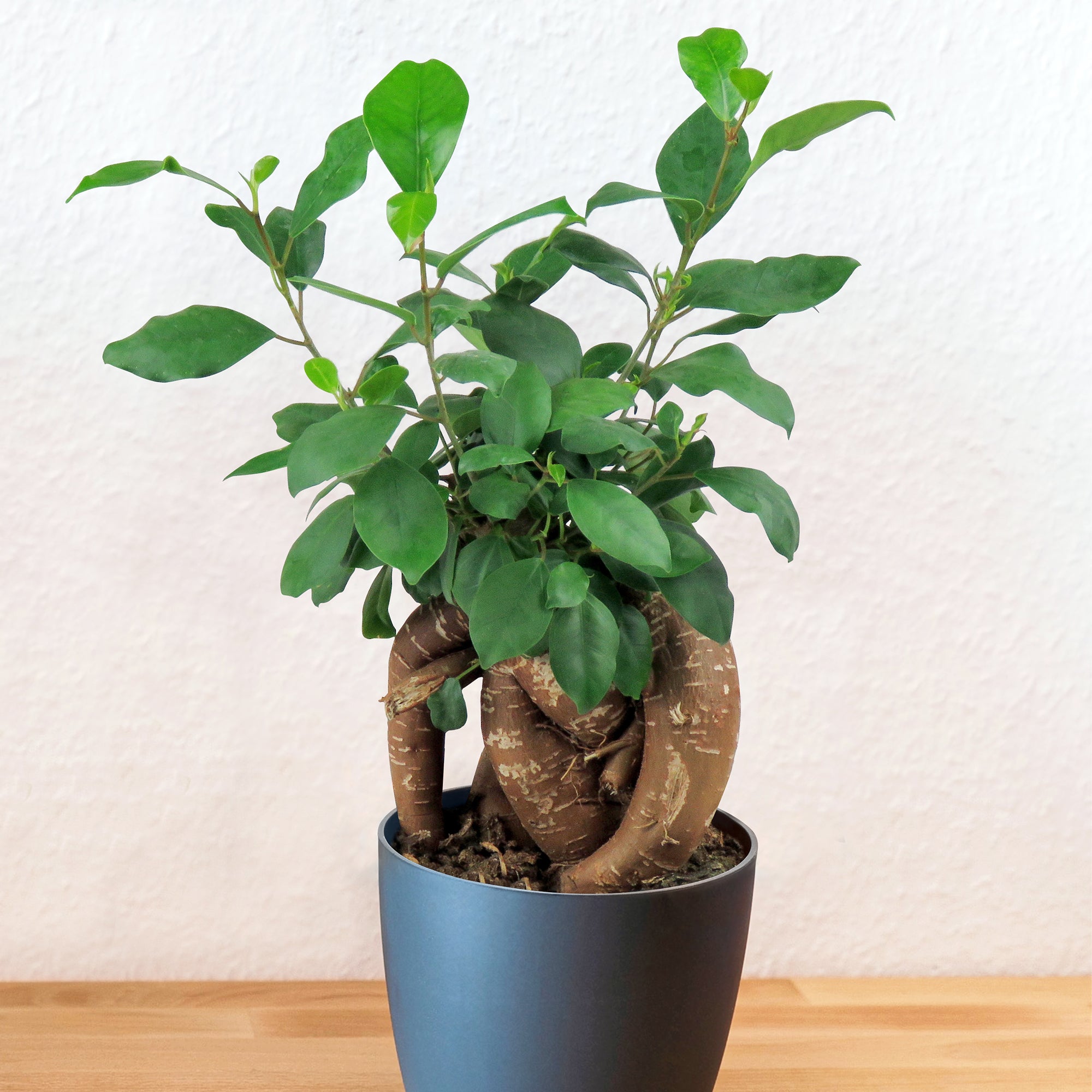 Pot-Bellied Ficus (Ficus microcarpa)