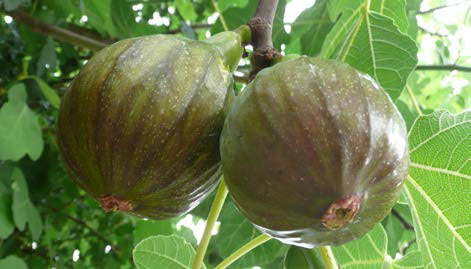 Fig ‘Olympian’ (Ficus carica)