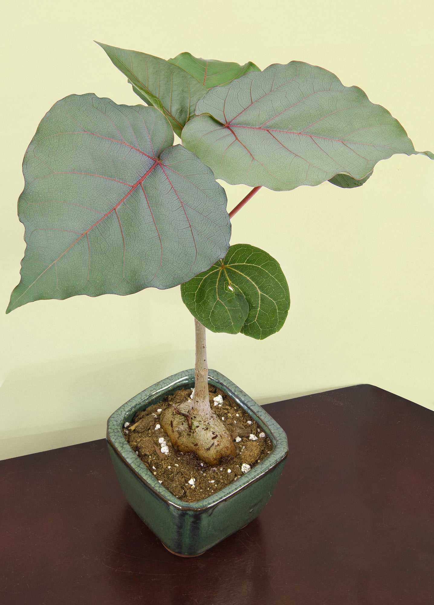 Rock Fig (Ficus petiolaris)