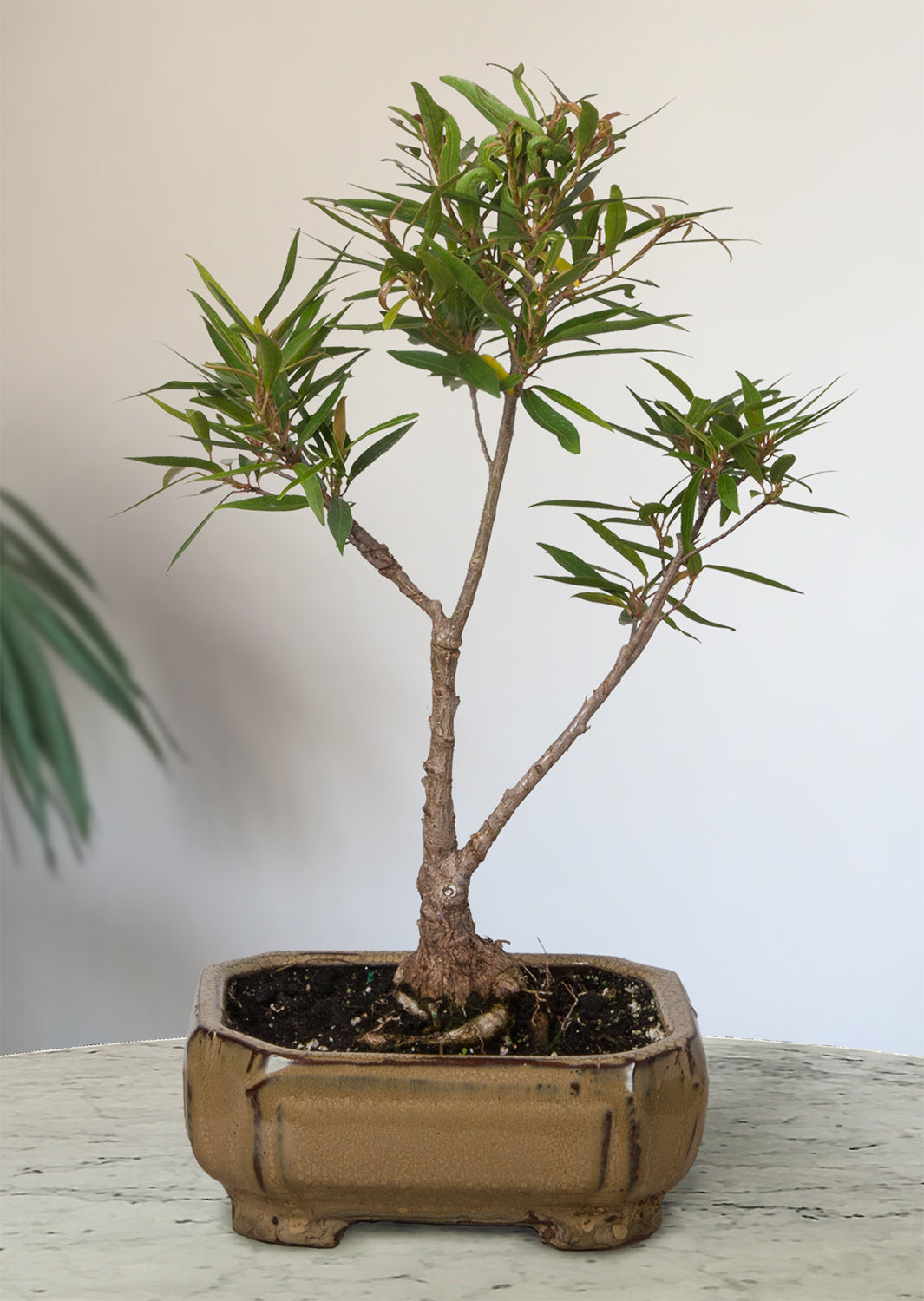 Willow Leaf Ficus Bonsai (Ficus salicifolia)