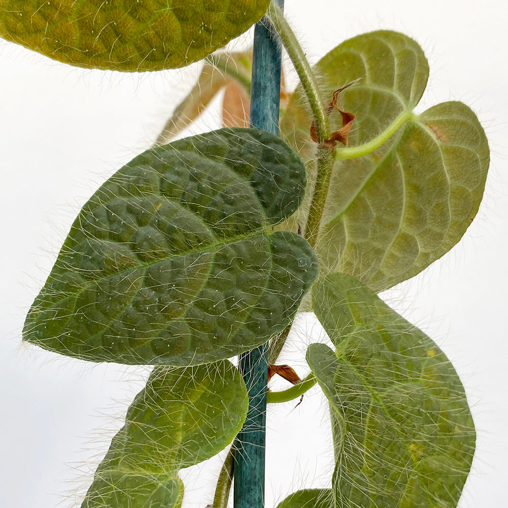 Logee's Ficus villosa