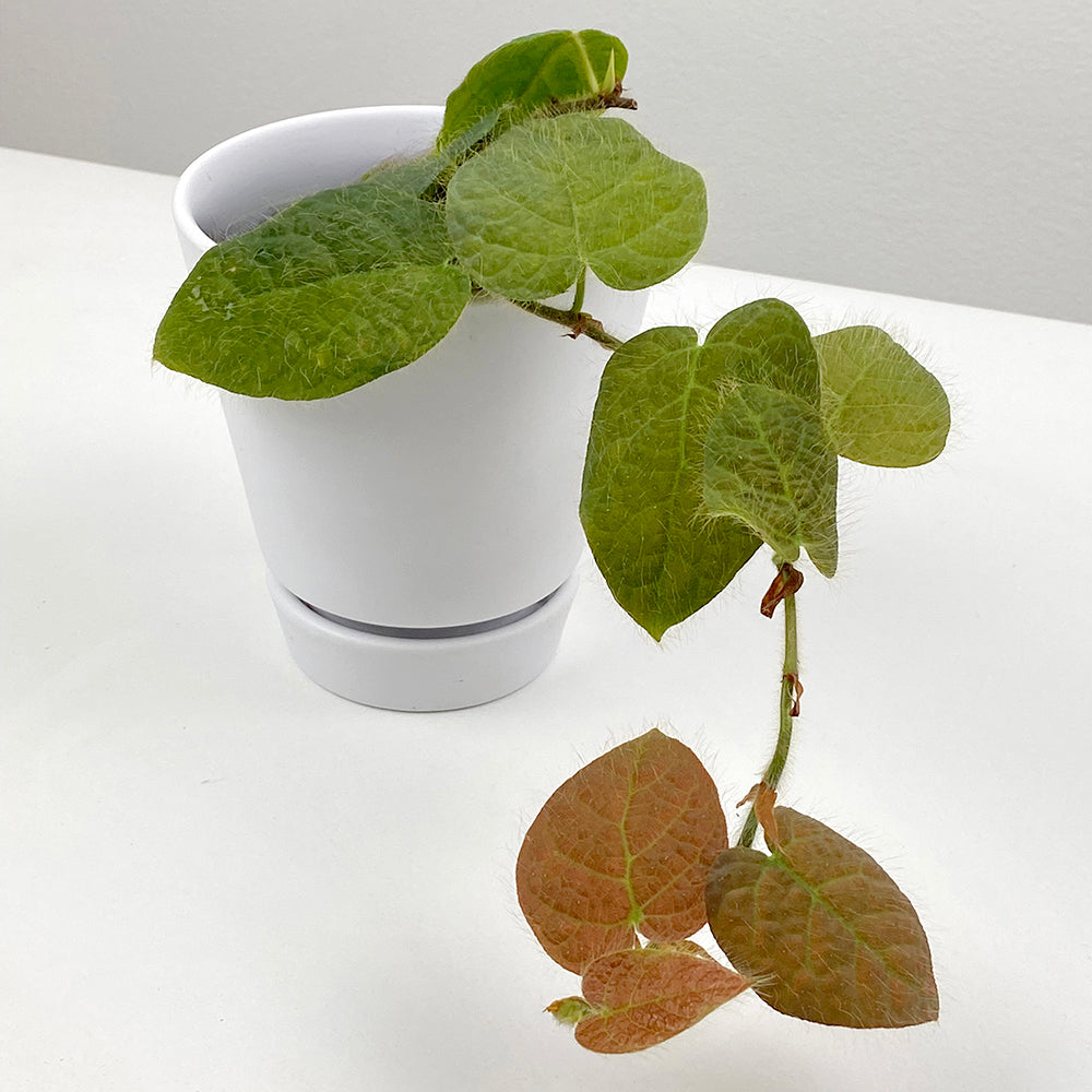 Ficus villosa