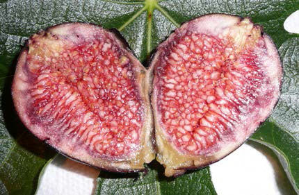 Fig 'Violette de Bordeaux' (Ficus carica)