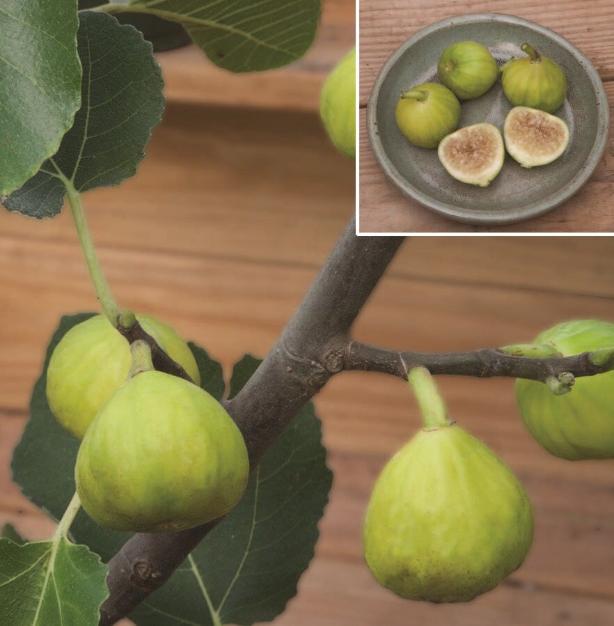 Yellow Surprise Fig Tree (Ficus carica)