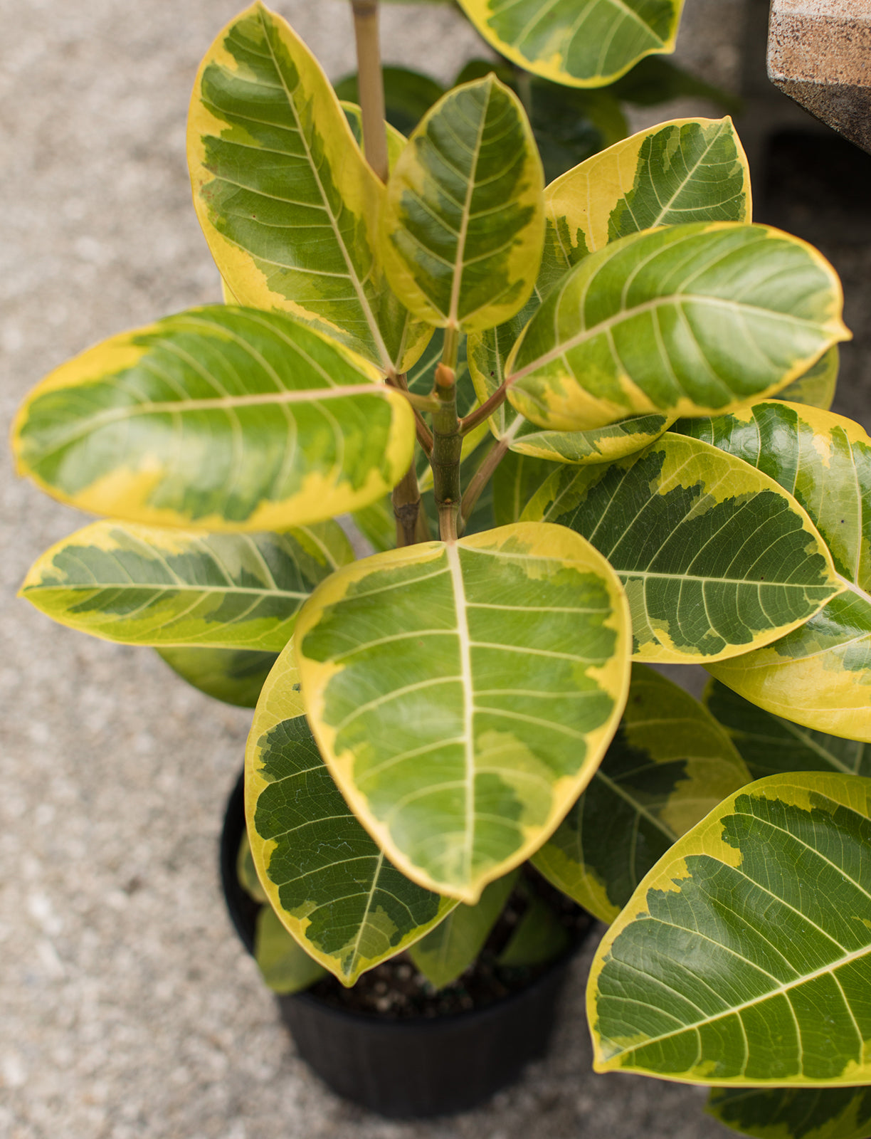 Ficus ‘Yellow Gem’ (Ficus altíssima hybrid)