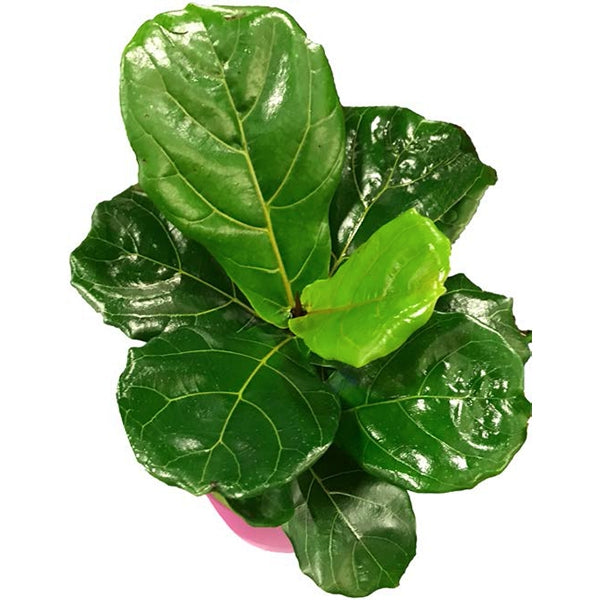 Fiddle Leaf Fig (Ficus lyrata)