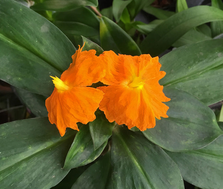 Fiery Costus (Chamaecostus cuspidatus)