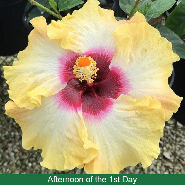 Hibiscus ‘Fiesta del Sol’ (Hibiscus rosa-sinensis hybrid)
