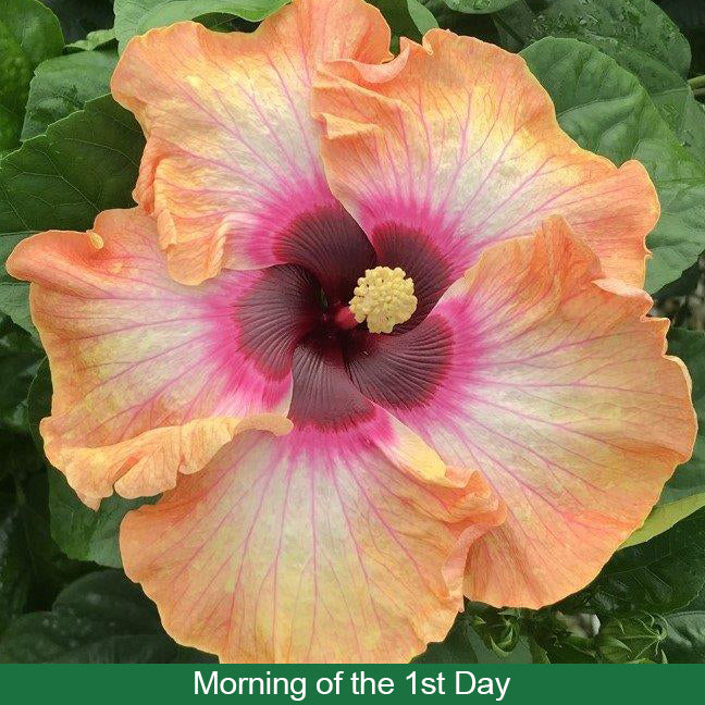 Hibiscus ‘Fiesta del Sol’ (Hibiscus rosa-sinensis hybrid)