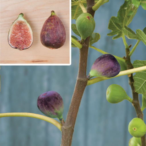 Fig Tree ‘Black Mission’ (Ficus carica)