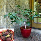 Fig Tree ‘Fignomenal’ PP (Ficus carica hybrid)