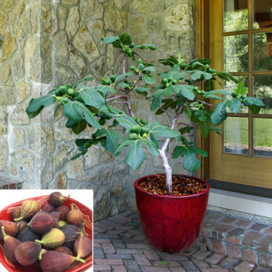 Tiger Navel Orange Tree For Sale – Logee's Plants
