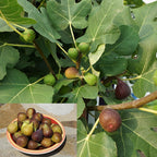 Fig ‘Letizia’ (Ficus carica)