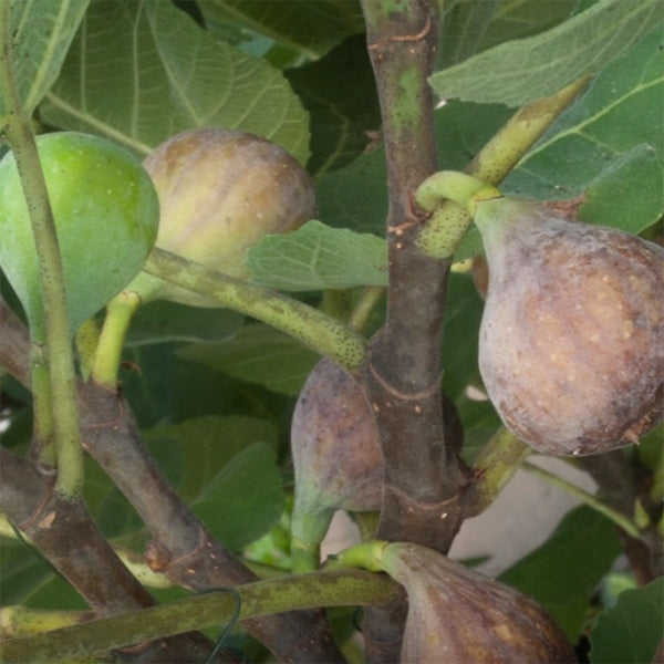 Fig Tree ‘Black Mission’ (Ficus carica)