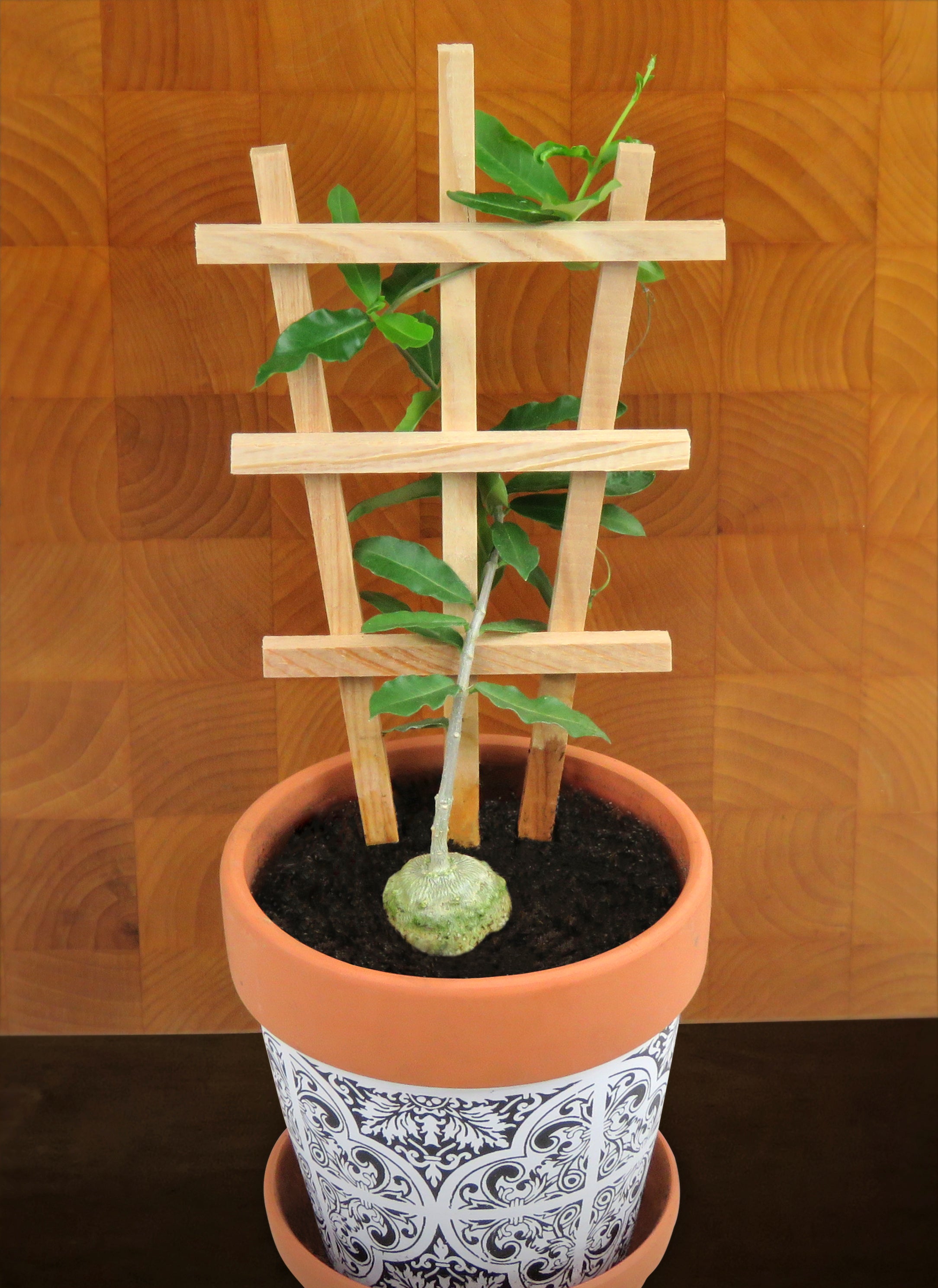 Fockea edulis on Trellis (Fockea edulis)