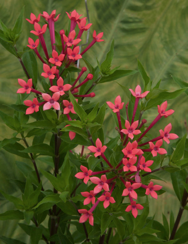 Hummingbird Flower ‘Flamingo Pink’ (Bouvardia hybrid)