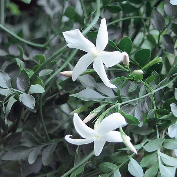 French Perfume Jasmine ‘Flora Plena’ (Jasminum grandiflorum)