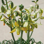 Albuca Frizzle Sizzle blooms