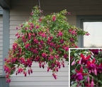Fuchsia ‘Lord Beaconsfield’ (Fuchsia hybrid)