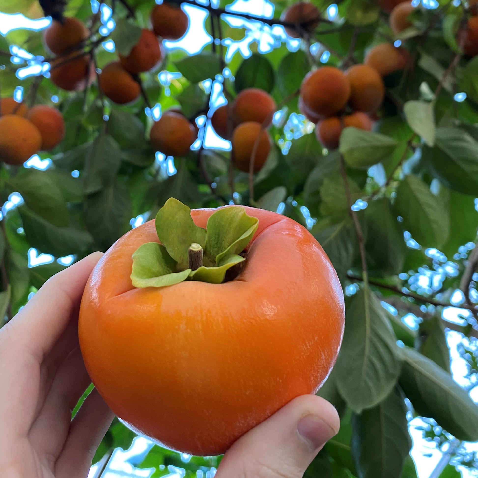 Japanese Persimmon Tree ‘Fuyu’ (Diospyros kaki)