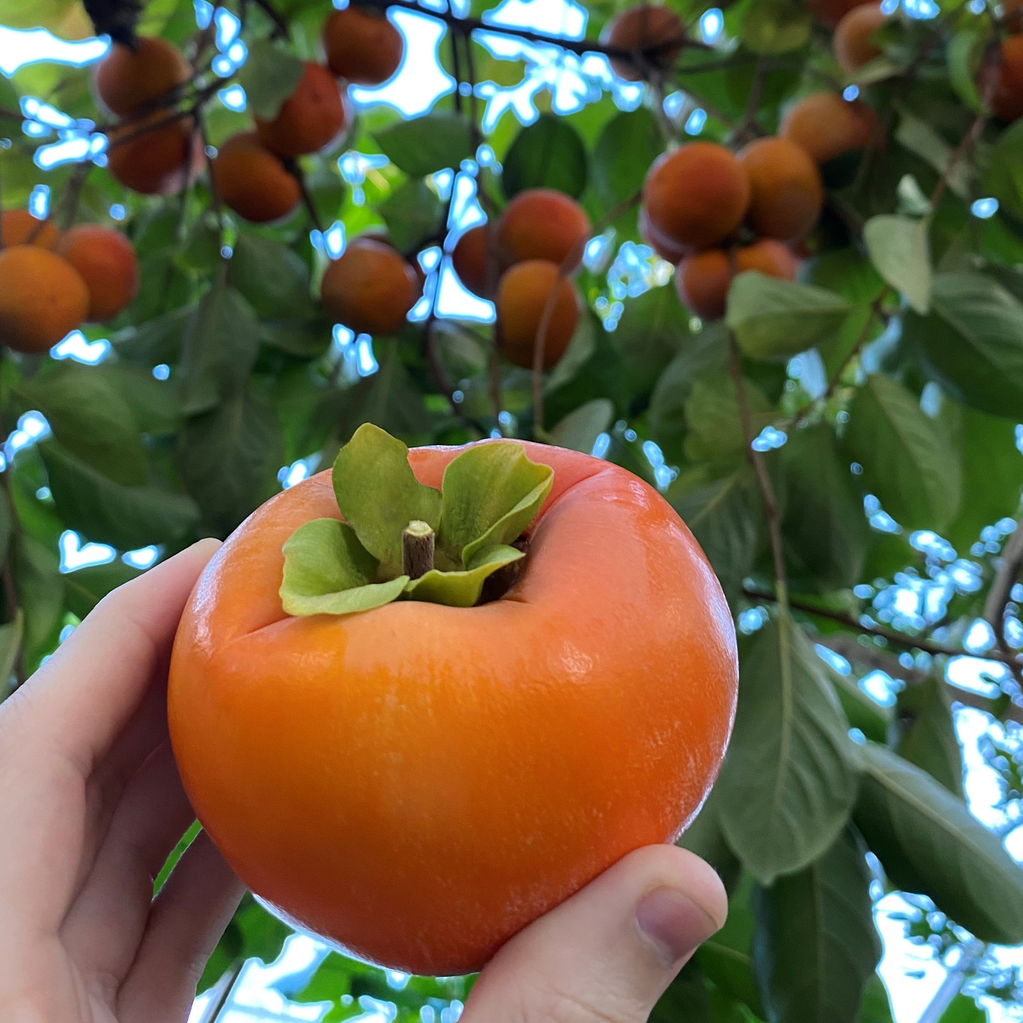 Japanese Persimmon Tree ‘Fuyu’ (Diospyros kaki)